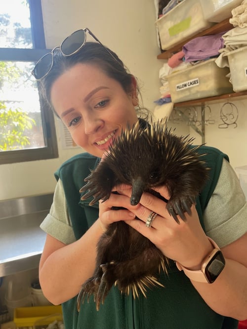 Rhiann is smiling while holding a small echidna. She is wearing a dark green vest and has sunglasses on her head.